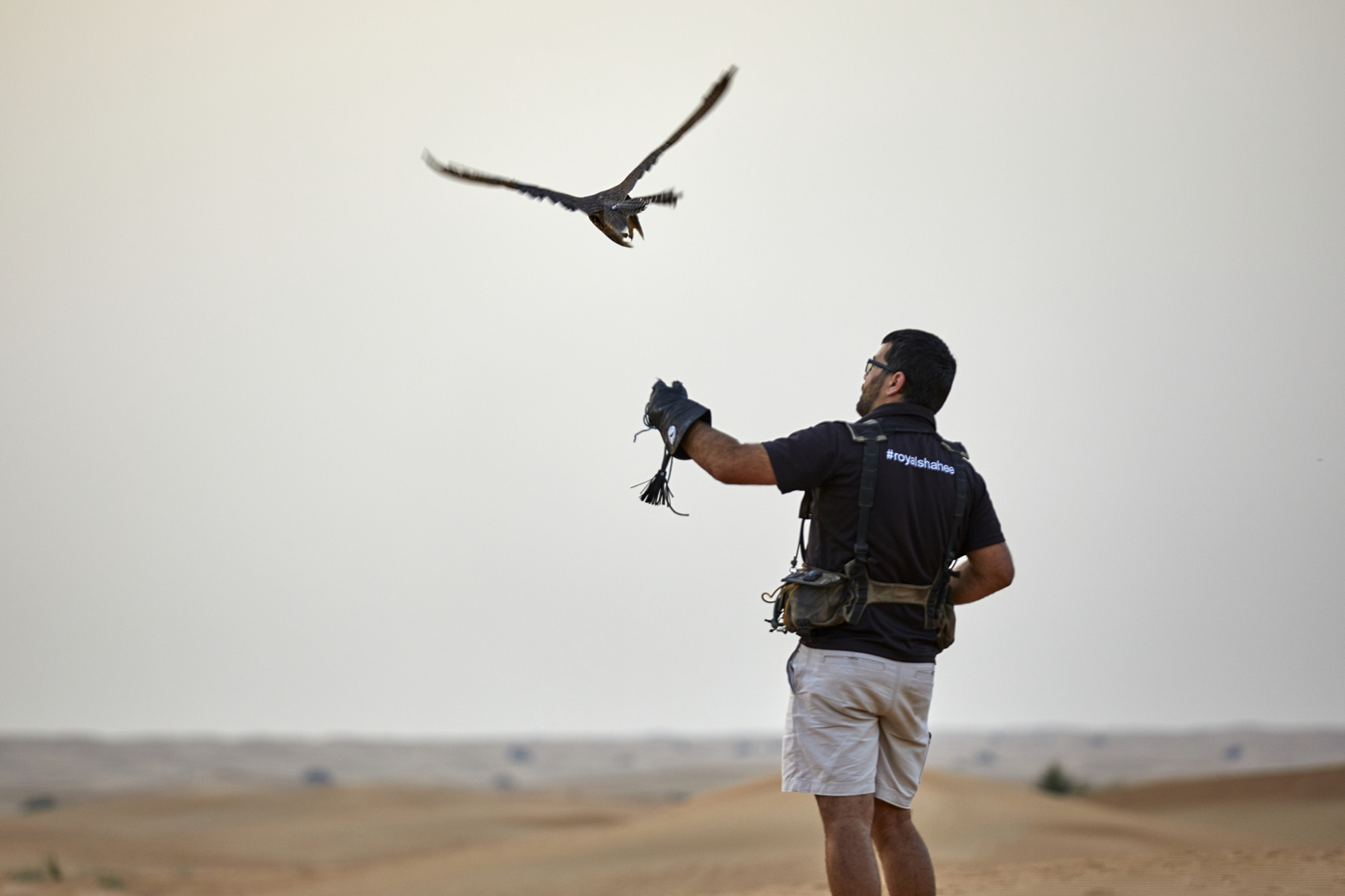 Forever Living Falcon Show